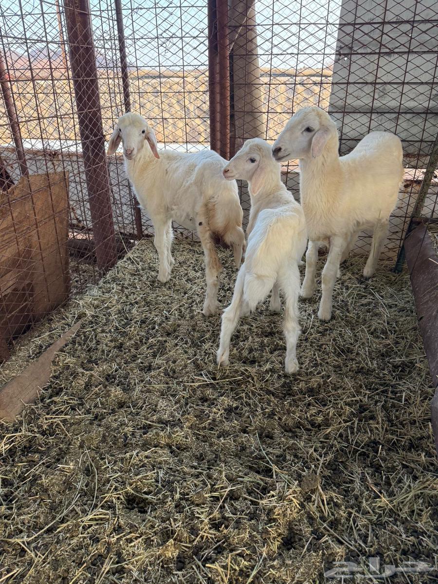 بهم طليان وخال. ( تتم البيع )64411620947074111