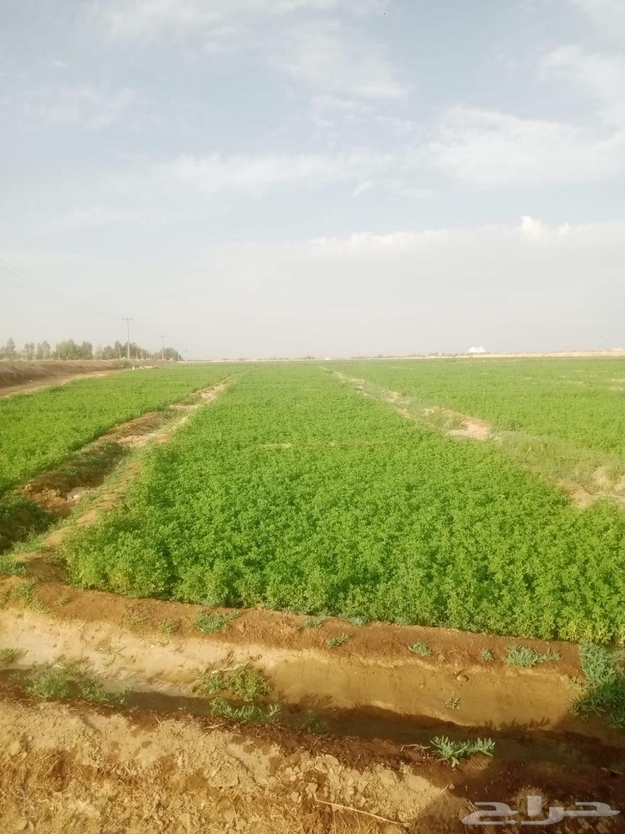 برسيم اخضر للهجن64411487077763112