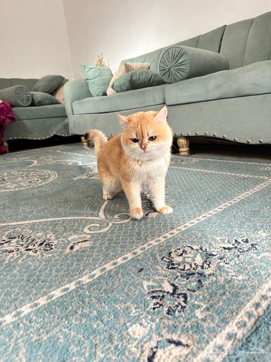 قط بريتش بيور مستورد BRL ny12 للبيع64408892121219111