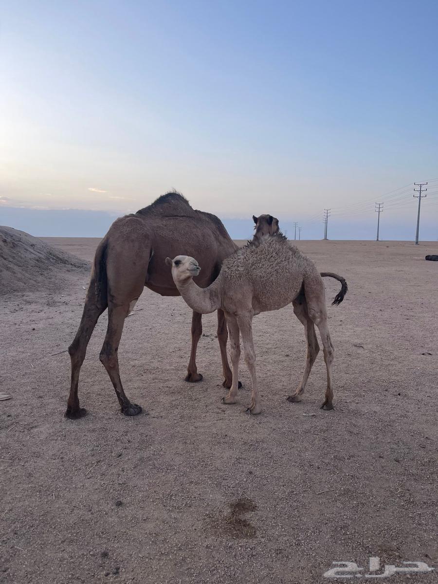 ناقة اعشراء صفراء64410073760769113