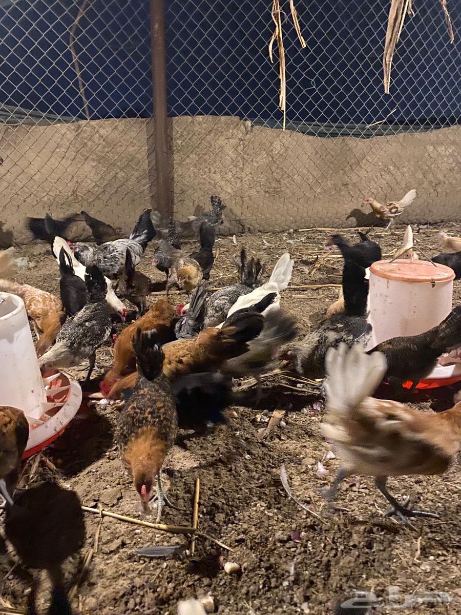 صيصان بلدي64410867375235110