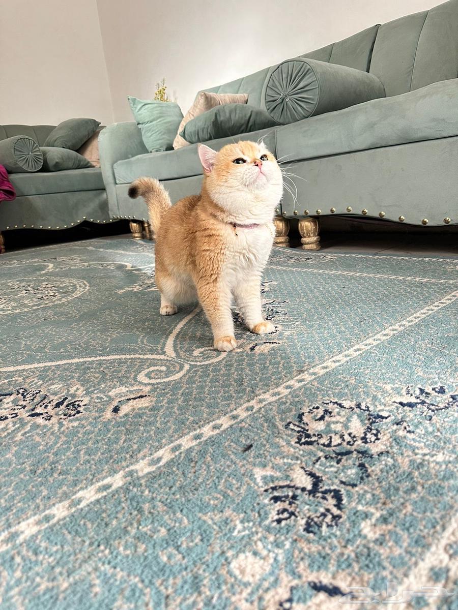 قط بريتش بيور مستورد BRL ny12 للبيع64408892121219112