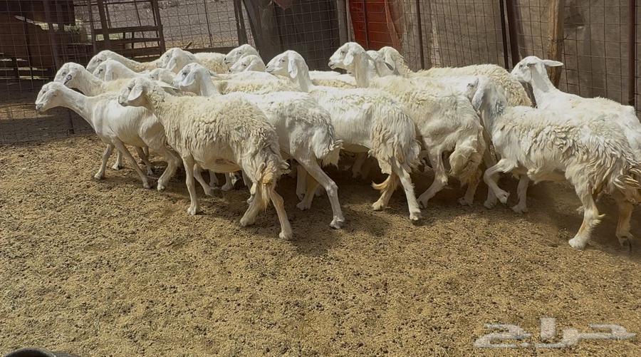 ((Freedom Sheep, Rough, One Pen ((Sold))64406639903490110