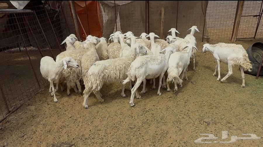 ((Freedom Sheep, Rough, One Pen ((Sold))64406639903490112