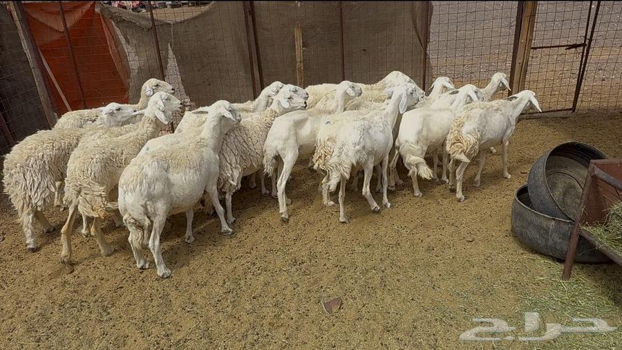 ((Freedom Sheep, Rough, One Pen ((Sold))64406639903490113