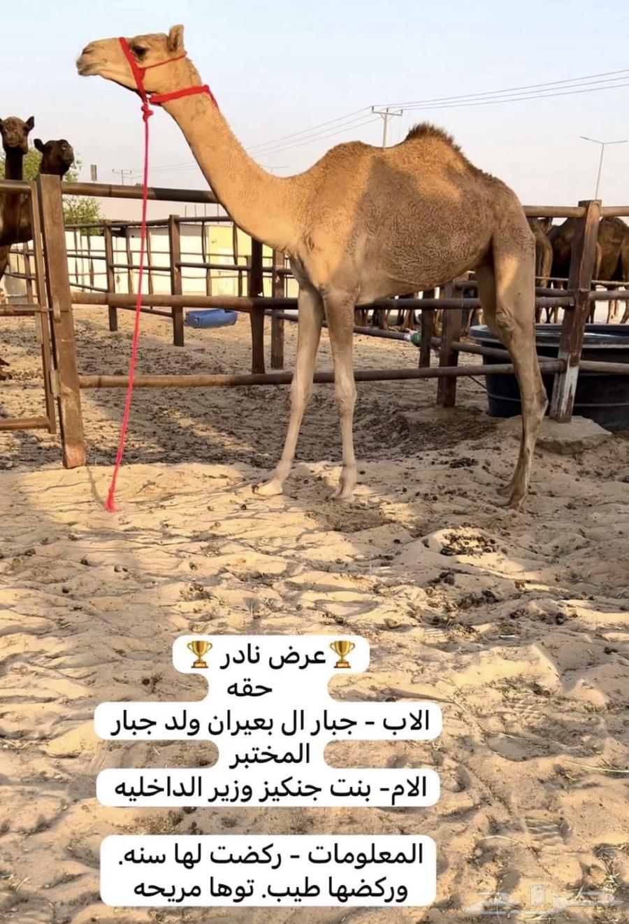 للبيع مكنسله سبوق بيدها64411473648129110