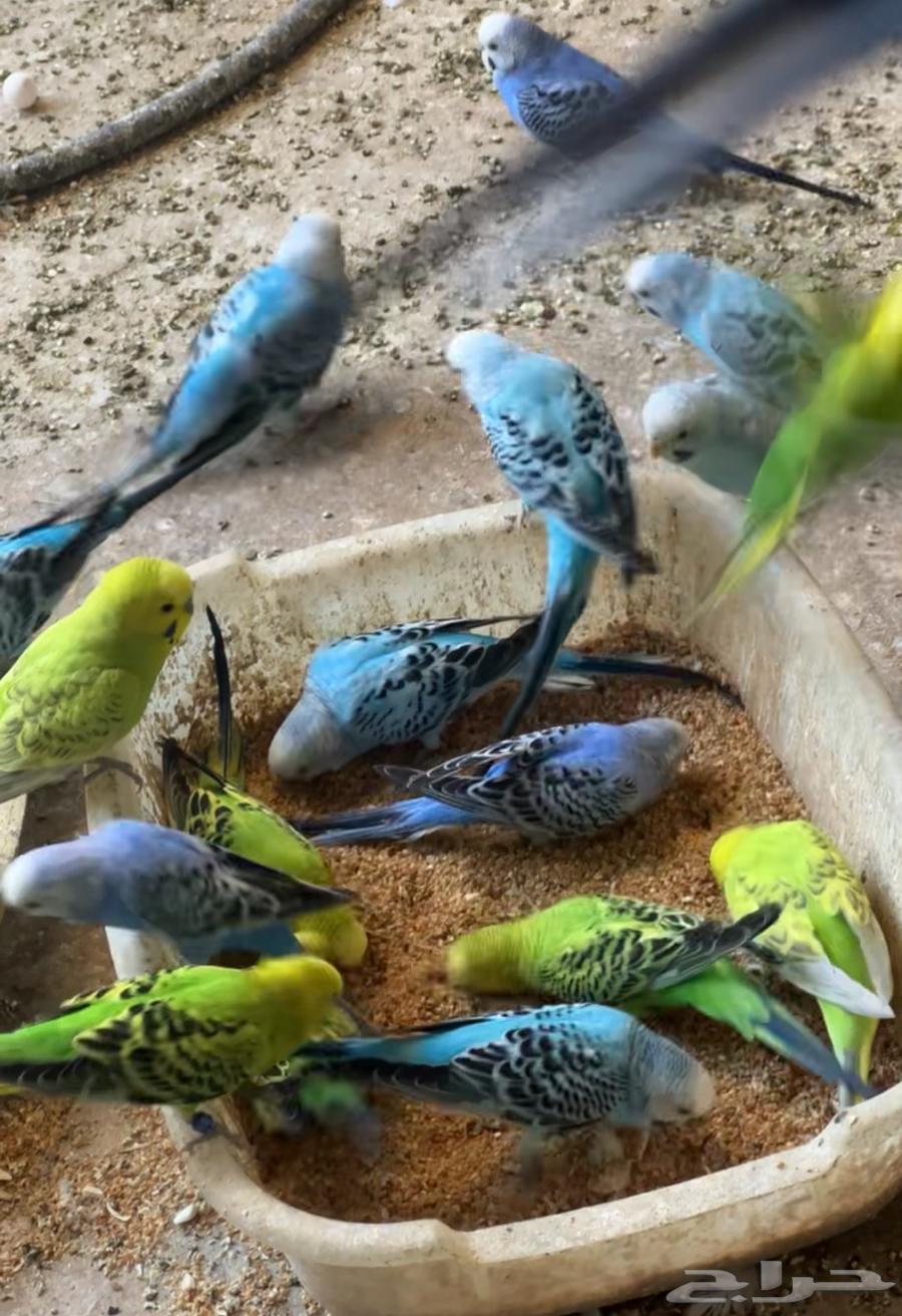 للبيع بادجي وكروان جملة64407993475201111