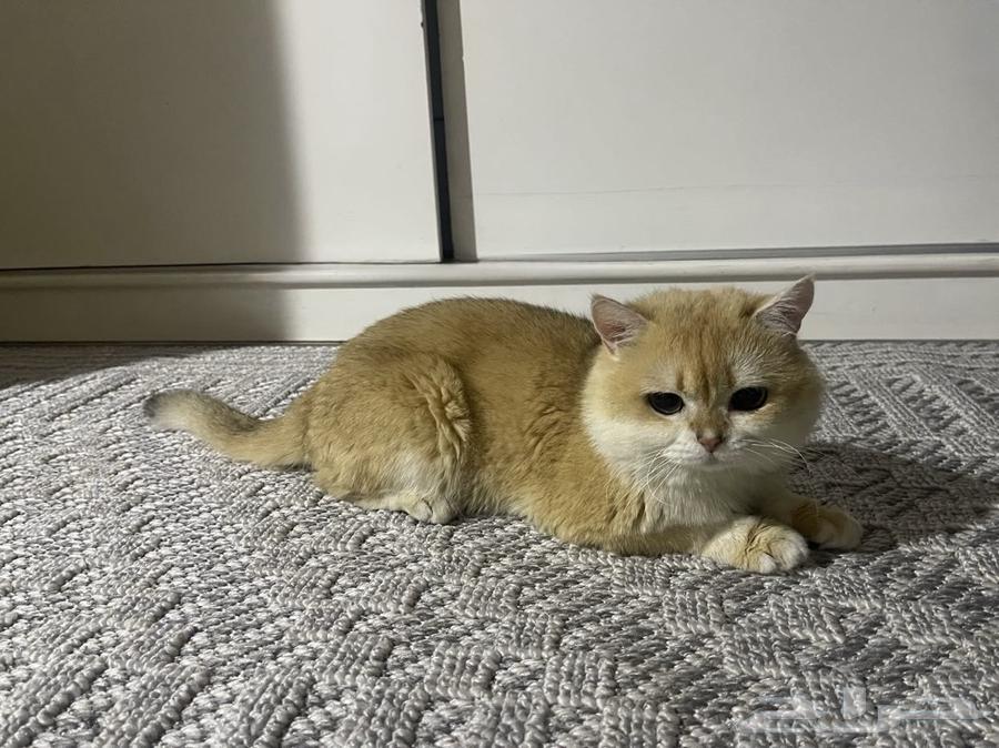 قط بريتش بيور مستورد BRL ny12 للبيع64408892121219114