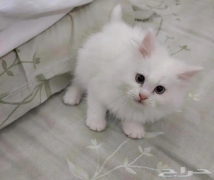 Himalayan mother and Shirazi father playful kitten two months old for 400 SAR64405278886275110