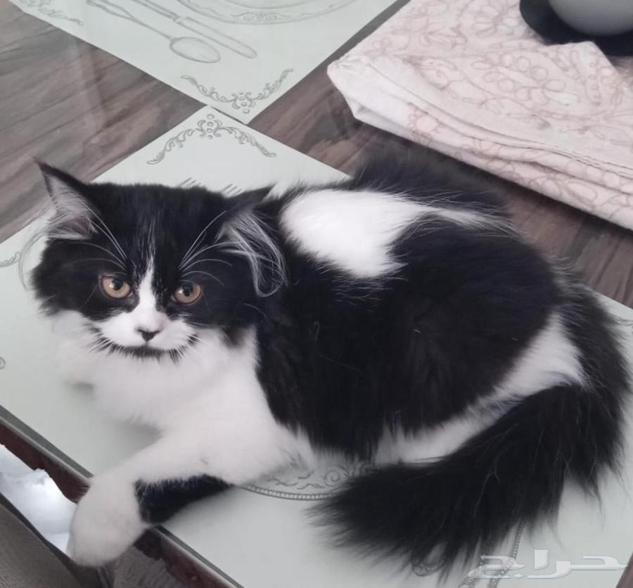 قطط شيرازي مستوى عالي64405376268546111