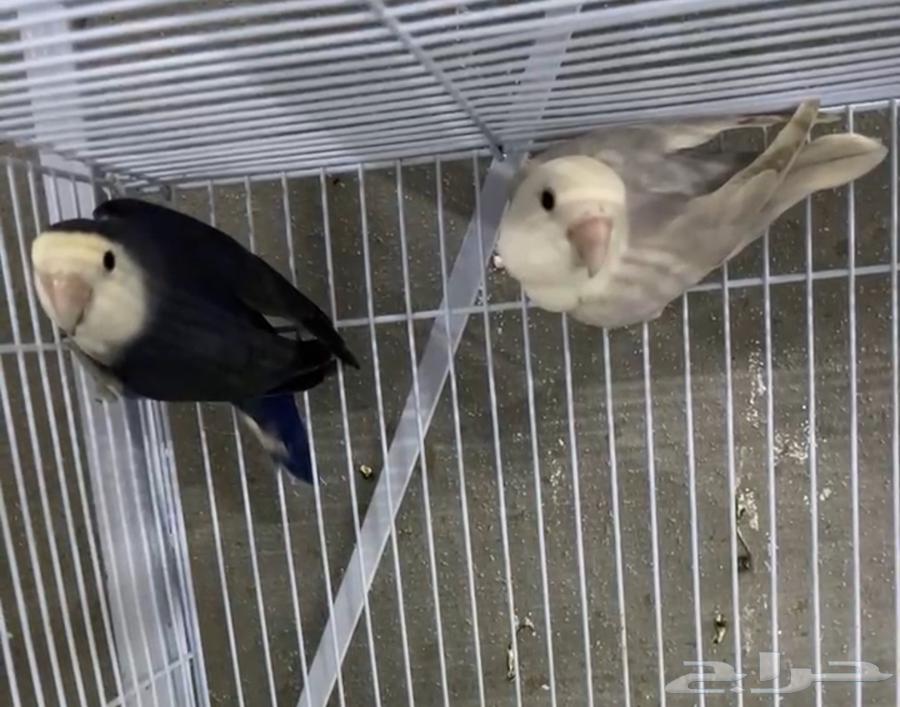 للبيع زوج روز بلد اوبلاين و اوبلاين فايلوت64405014300418110