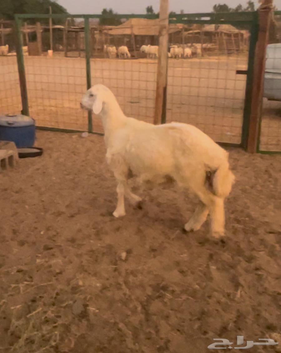 Free calf, male, fat (Sold)64411122073601110