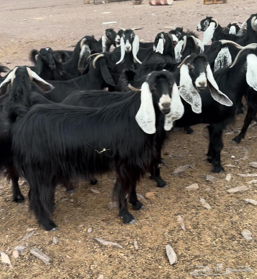 معزامضاريع تم للبيع64407084500611110