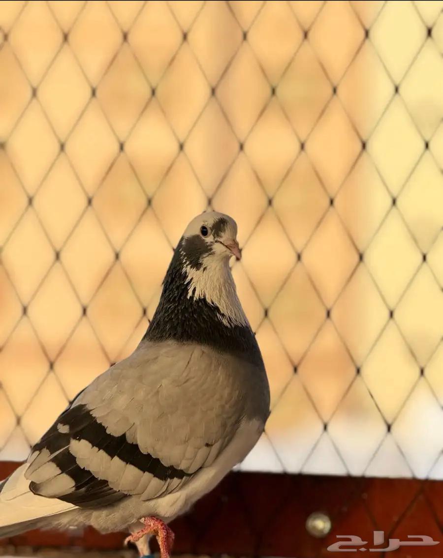 حمام بكستاني64408077078914111