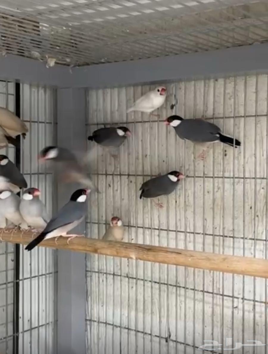 Java Birds64410073842562111