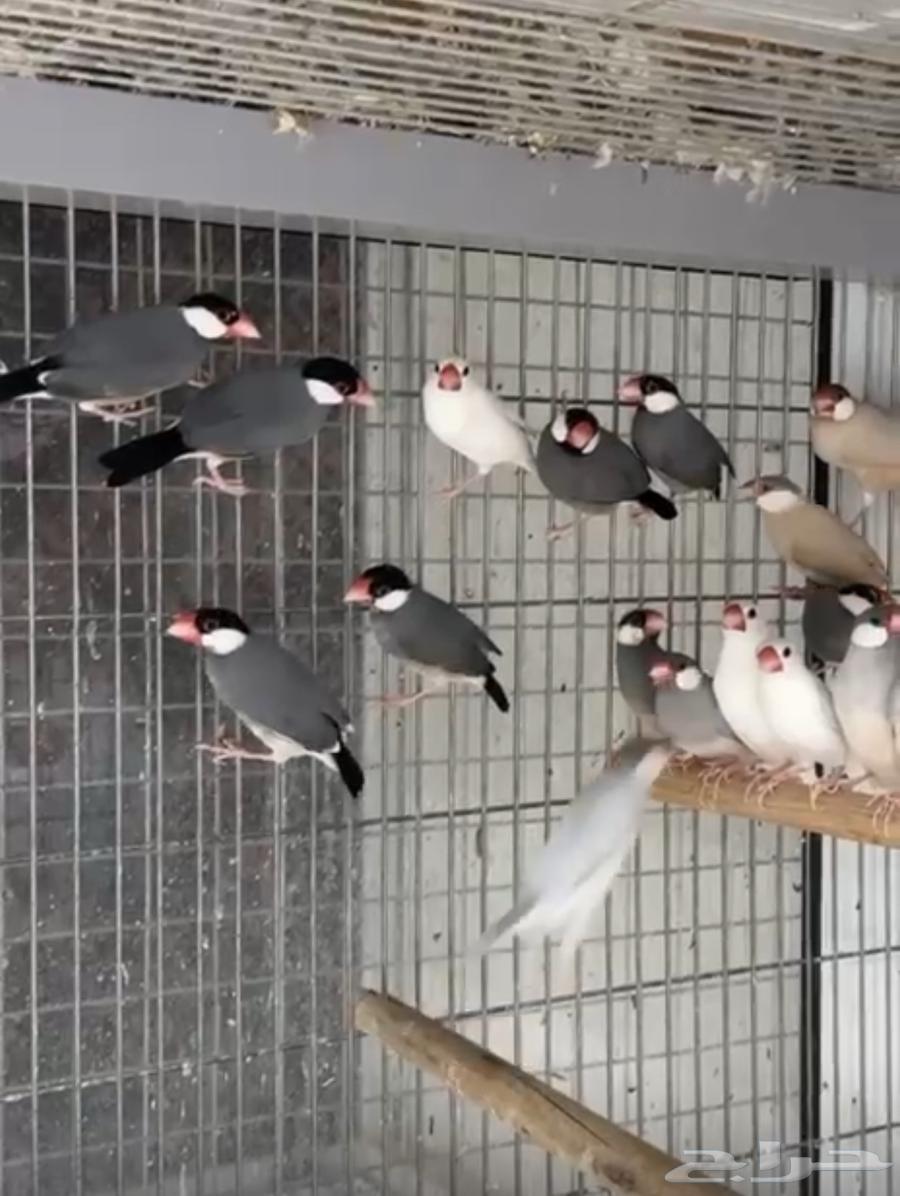 Java Birds64410073842562110