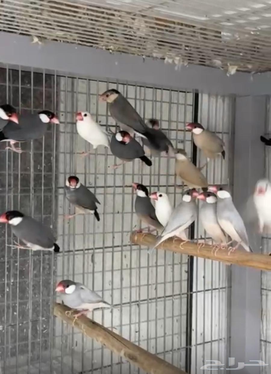 Java Birds64410073842562112