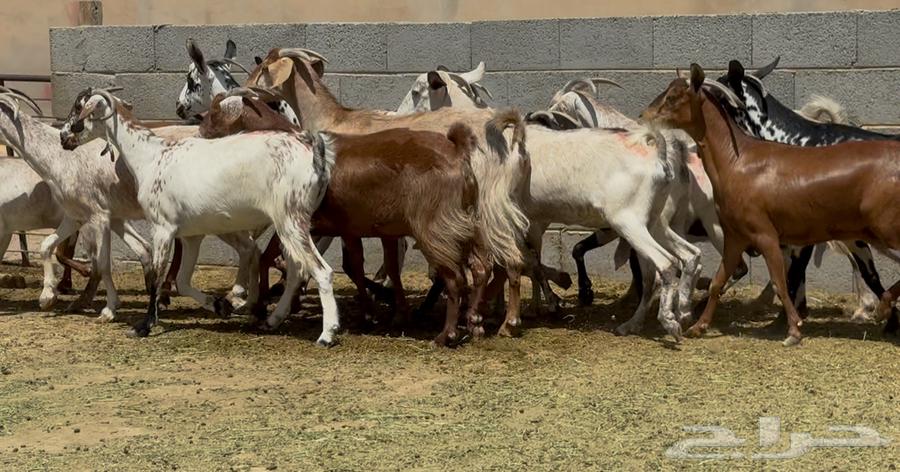 معزا جنوبيات طيبه الغالب دفيع وضريع العدد 1564407140280067113