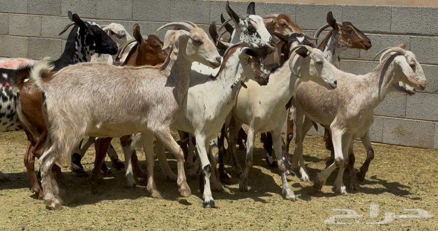 معزا جنوبيات طيبه الغالب دفيع وضريع العدد 1564407140280067110