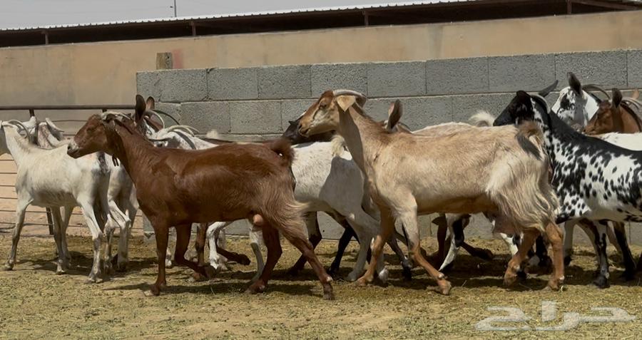 معزا جنوبيات طيبه الغالب دفيع وضريع العدد 1564407140280067111