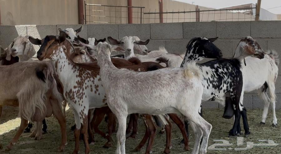 معزا جنوبيات طيبه الغالب دفيع وضريع العدد 1564407140280067112