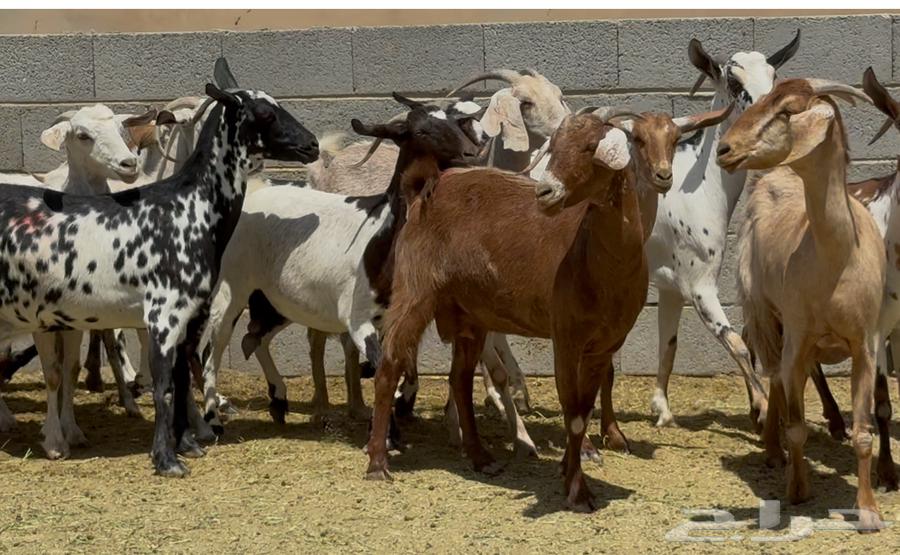 معزا جنوبيات طيبه الغالب دفيع وضريع العدد 1564407140280067114