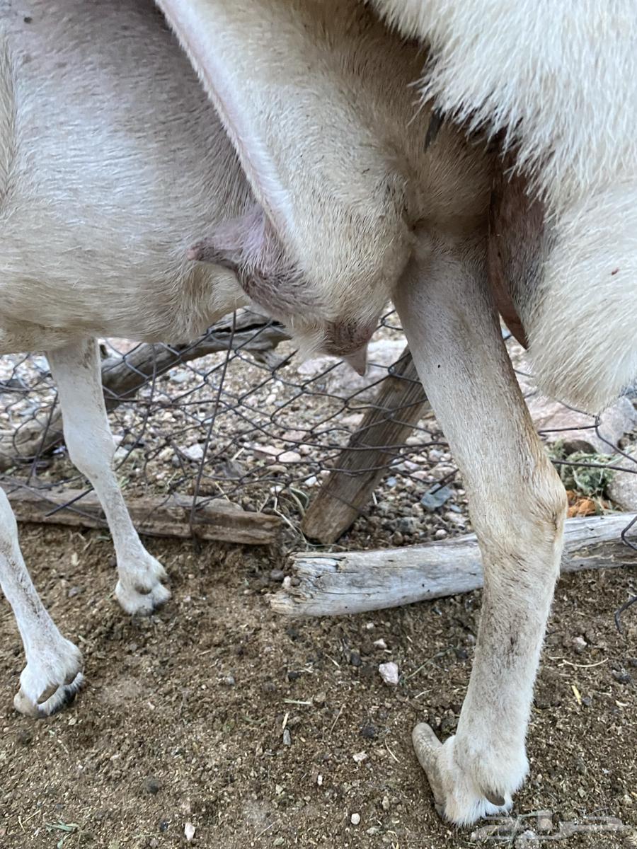 غنم للبيع64405111059715112