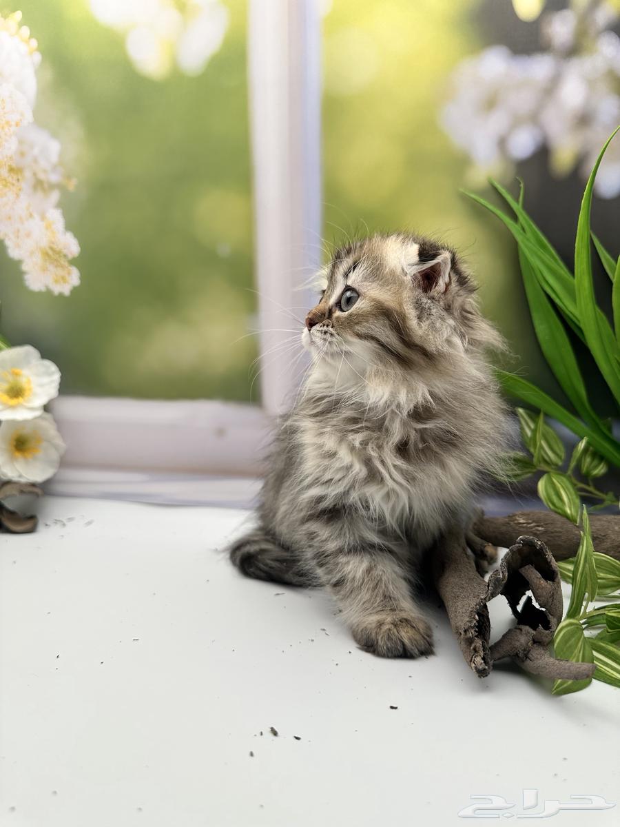 سكوتش فولد لونق هير - انثى64410737597955114