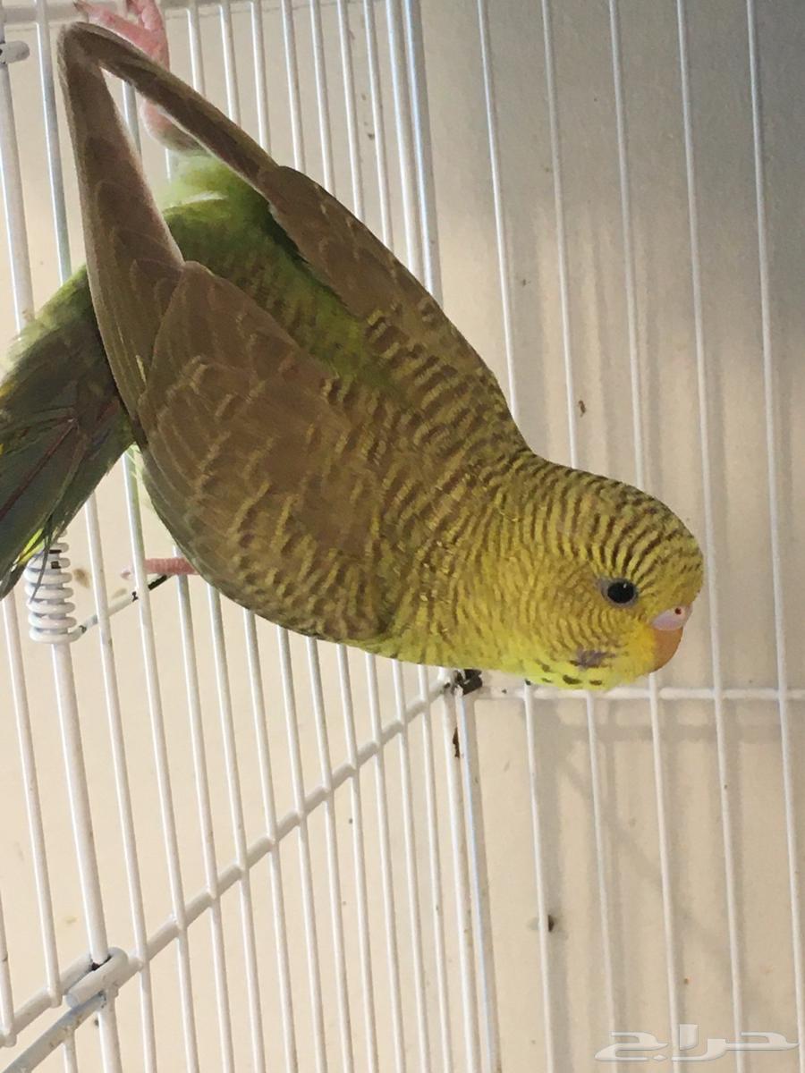 تم البيع64408694912386113