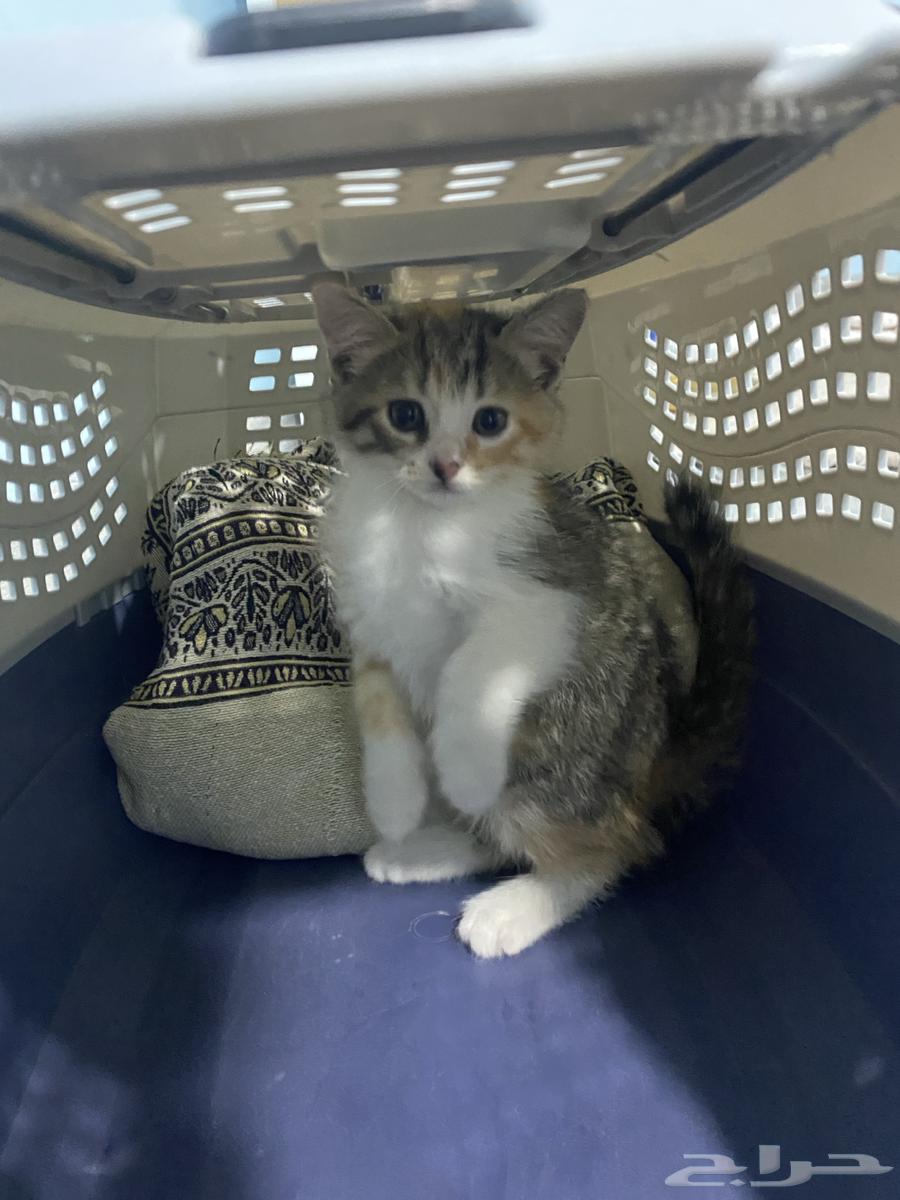 قطط للبيع64406082699779110