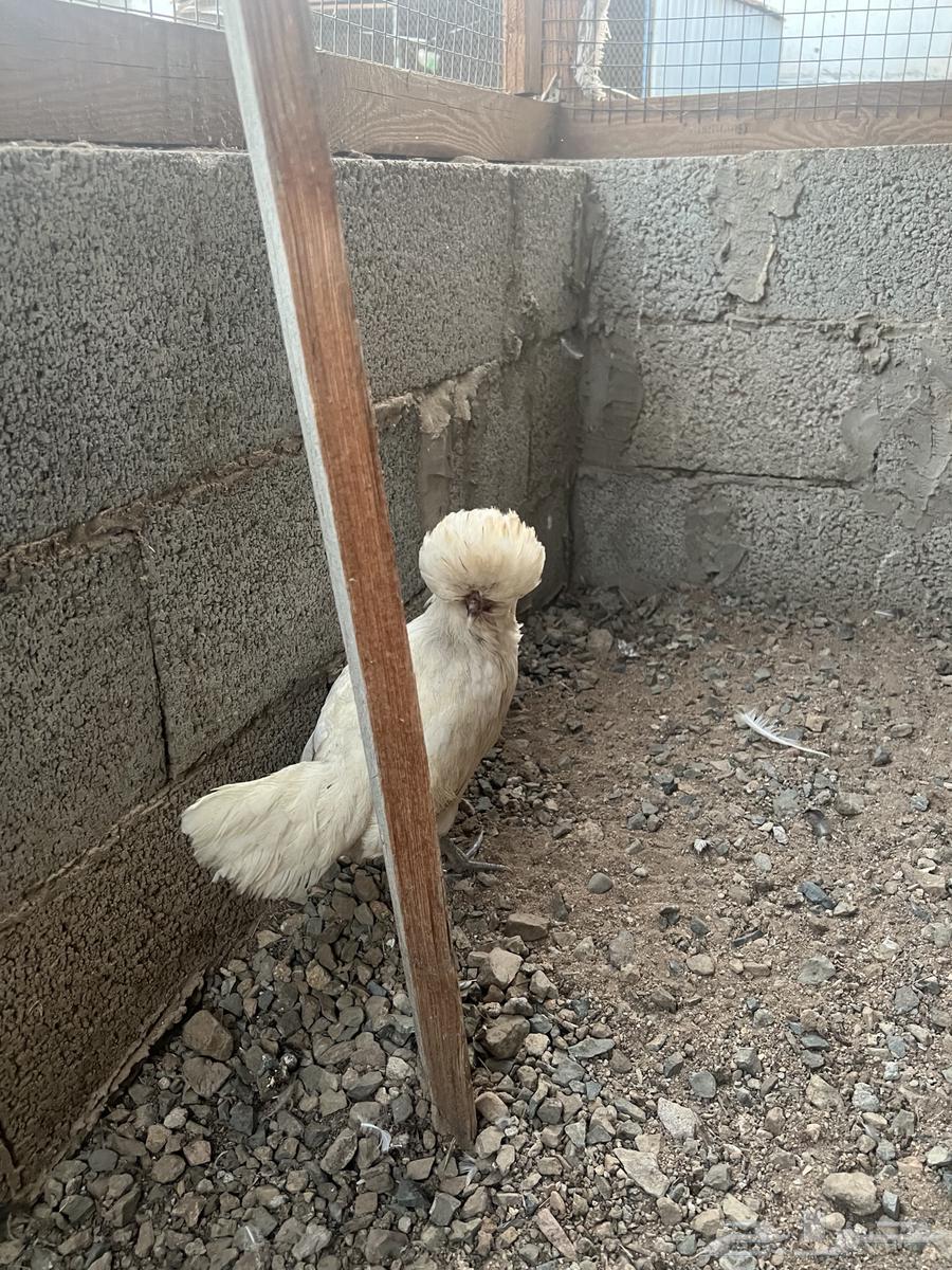 دجاج بولش (تم البيع)64409921077251111