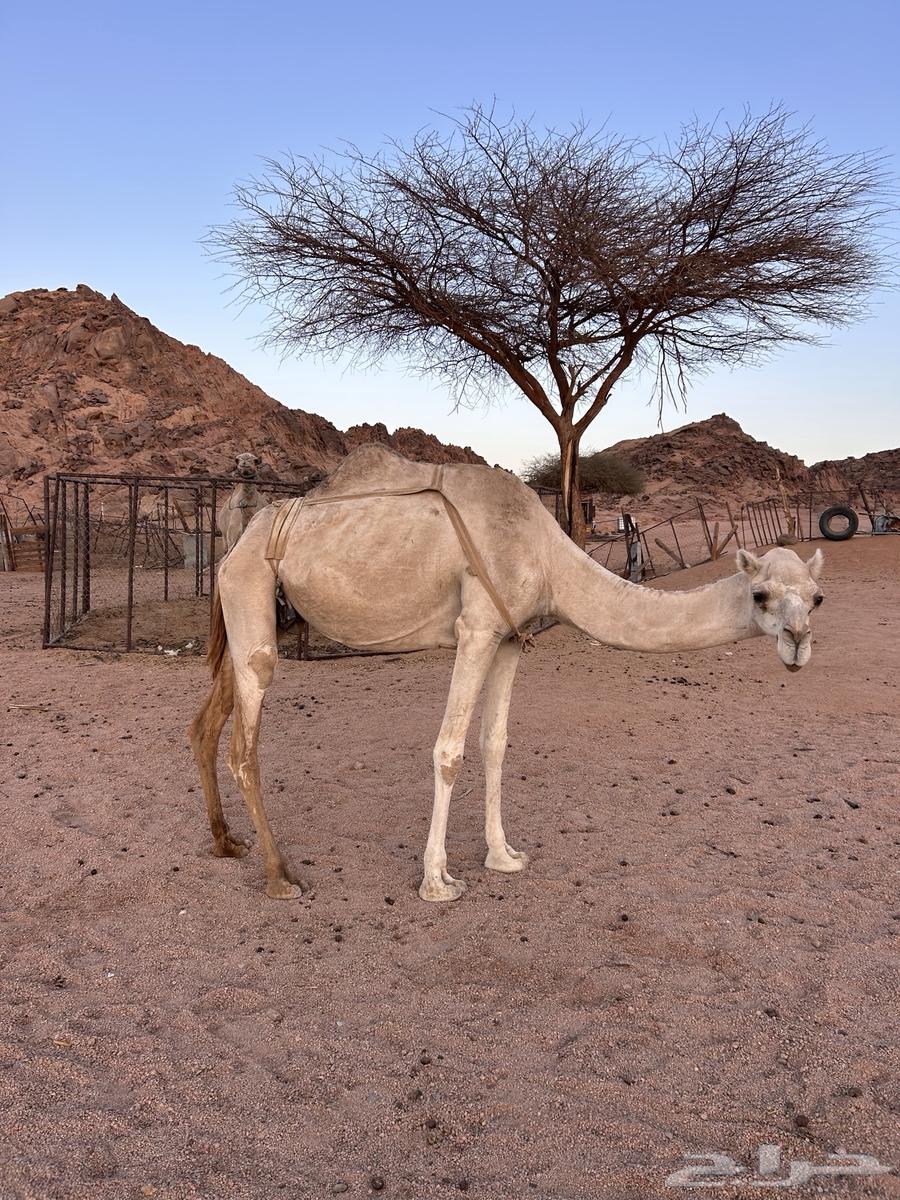 للبيع الناقه64411942362753110