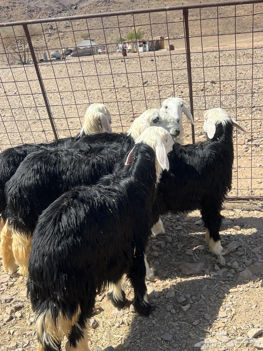 رخال جذعات نجد ( تم البيع)م64409115905667113