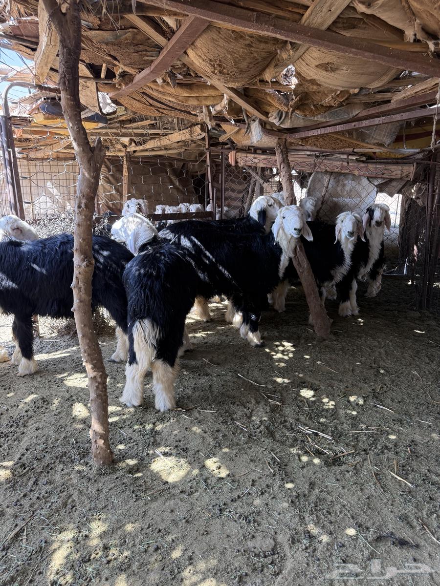 خرفان نجدد للبيع64407475608705111