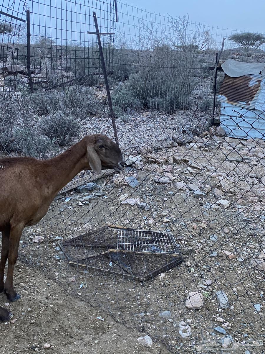 غنم للبيع64405111059715113