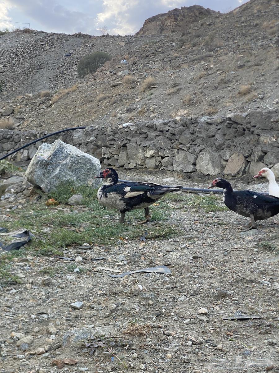 بط بلدي مشروط64408216434691113