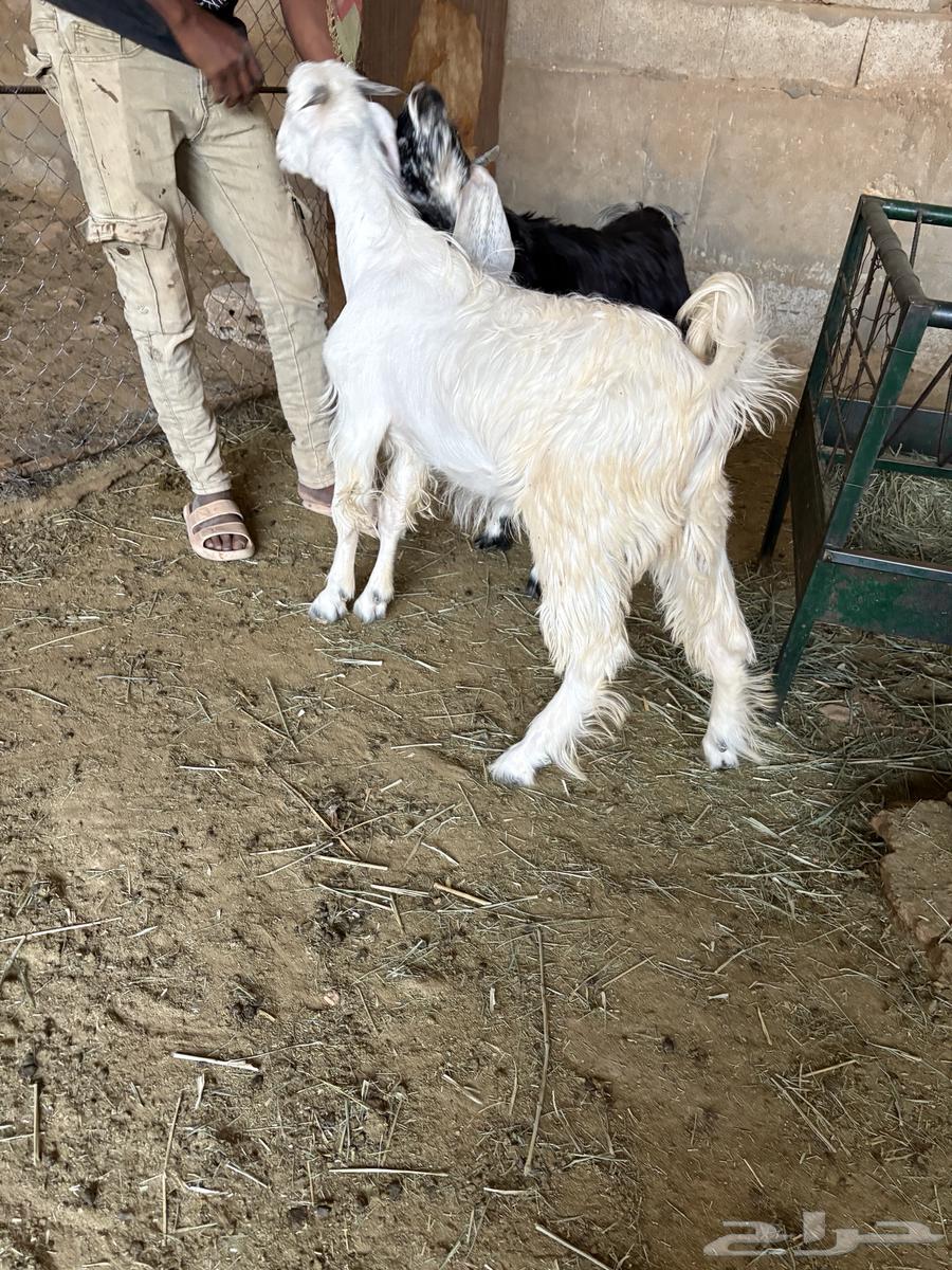 للبيع تيوس طيبه وسمينة الموقع صلبوخ64406207151873112