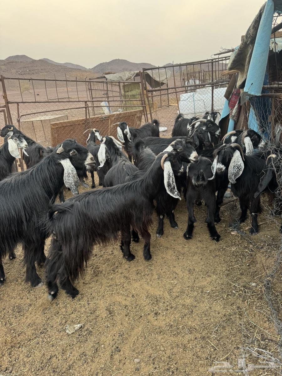 معزامضاريع تم للبيع64407084500611112