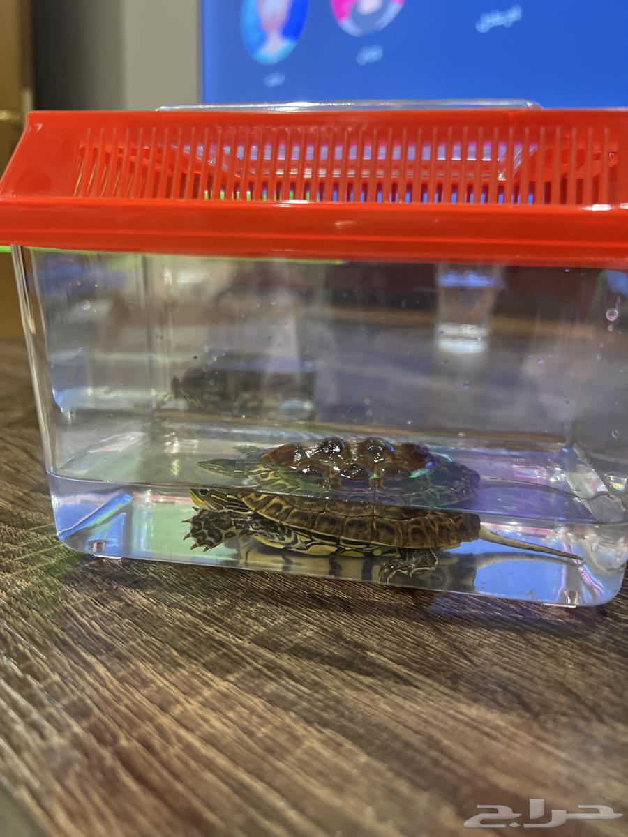 سلاحف للبيع64409921107714110