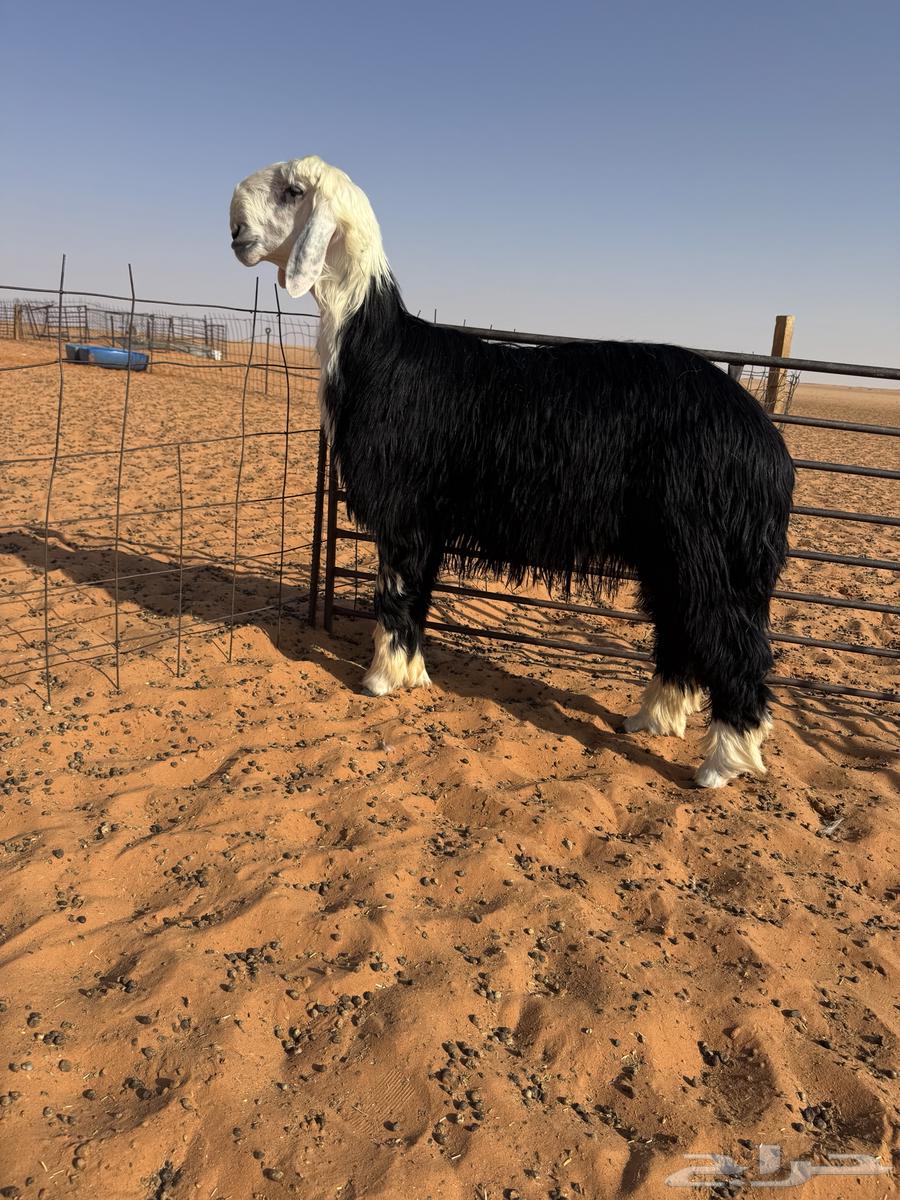 فحل جذع مشروط64409643681282114