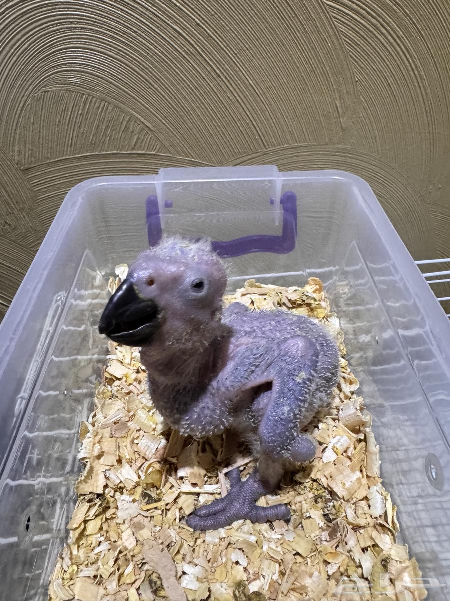 Farakh Kasko Local Production64409879598979110