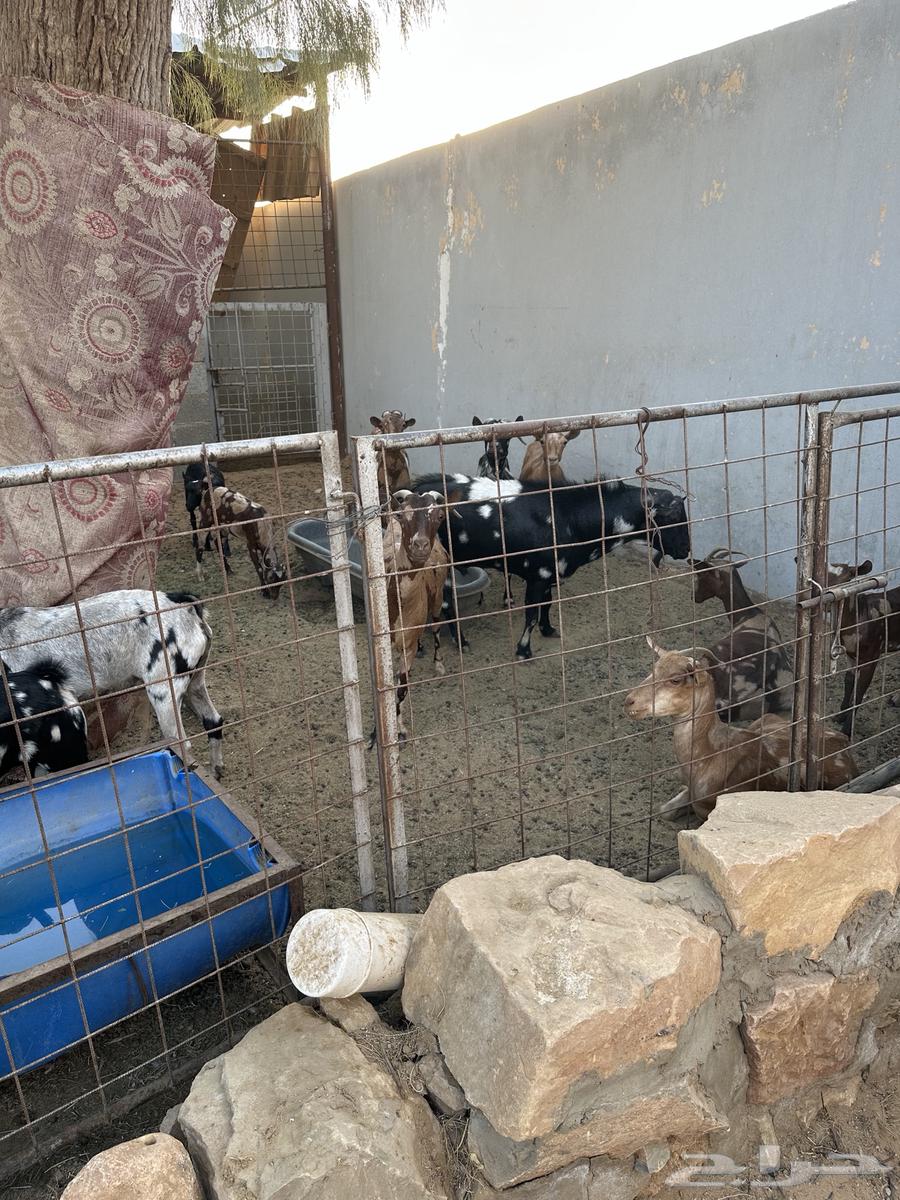 ماعد جنوبي ابرق64410102035459110