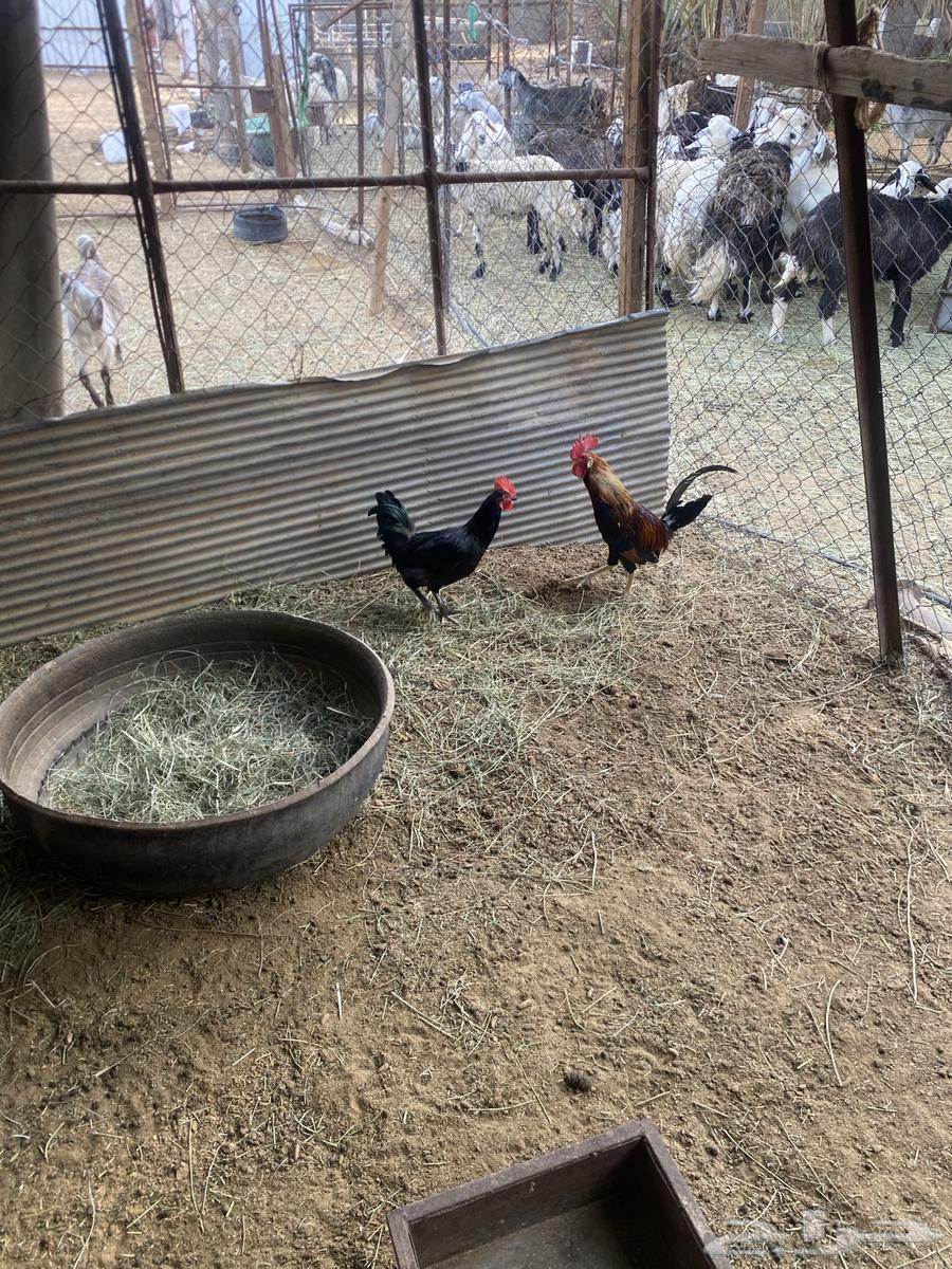 ديكه64411338210305113