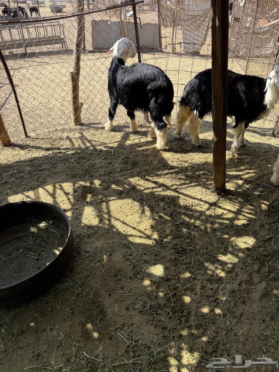 خرفان نجدد للبيع64407475608705112