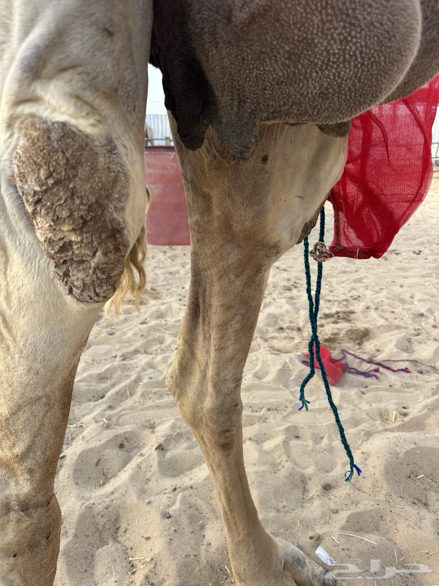 ضروبه وضحا64411324695809113