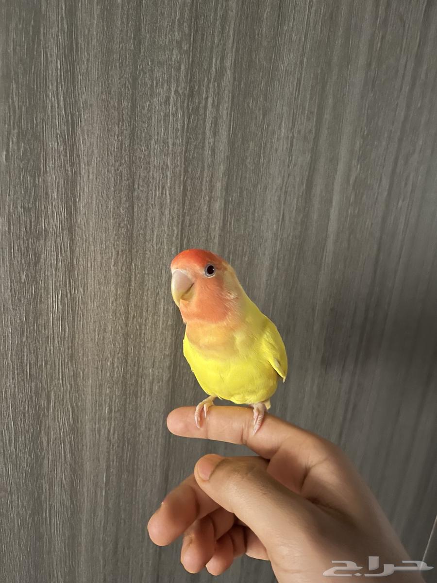 Fisher Bird64407979072898111