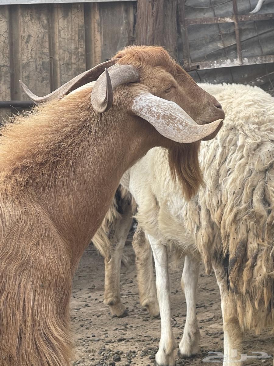 تيس فحل للبيع او البدل ب عنز عارضيه او مصريه64406444111363112