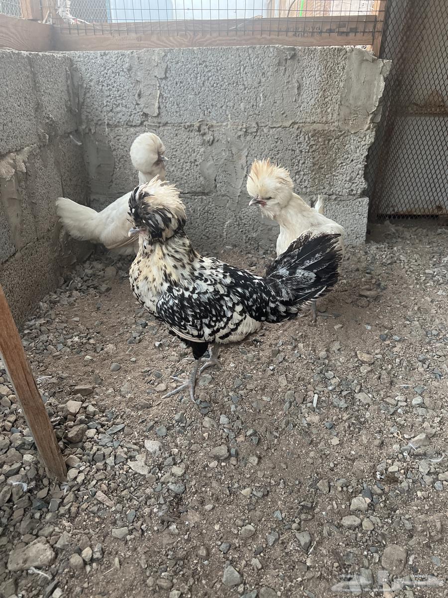 دجاج بولش (تم البيع)64409921077251113