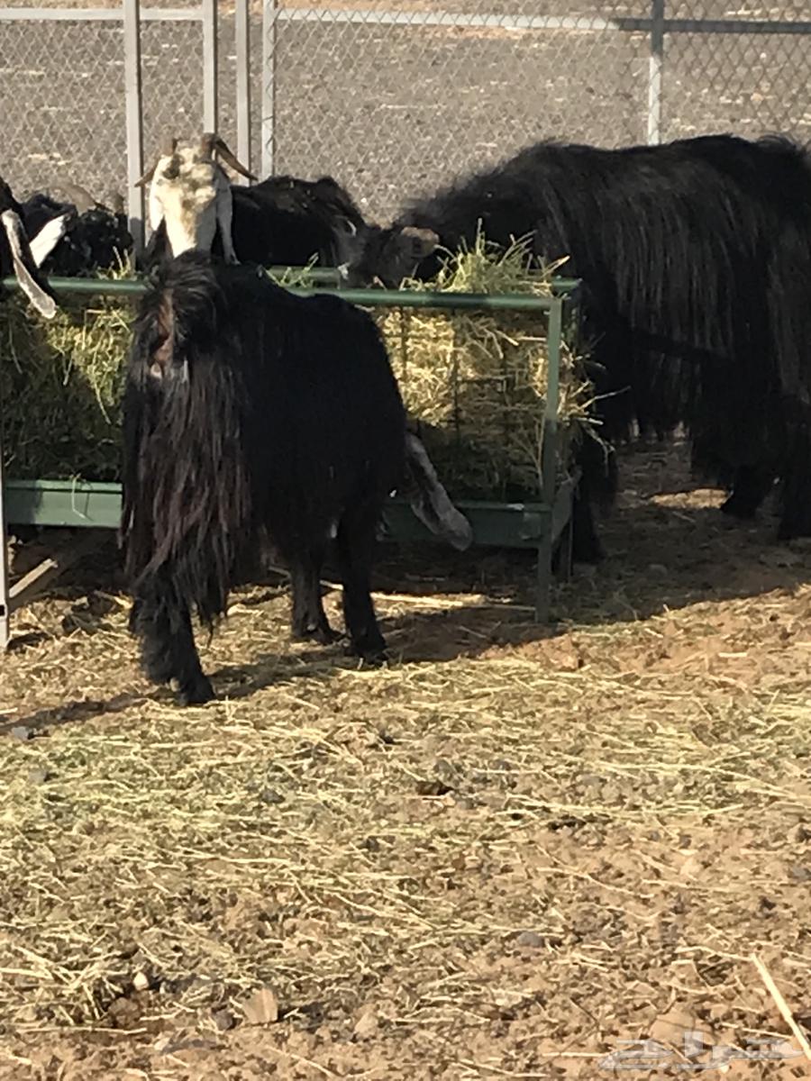 معزا عوارض فاخرة64407993466497113