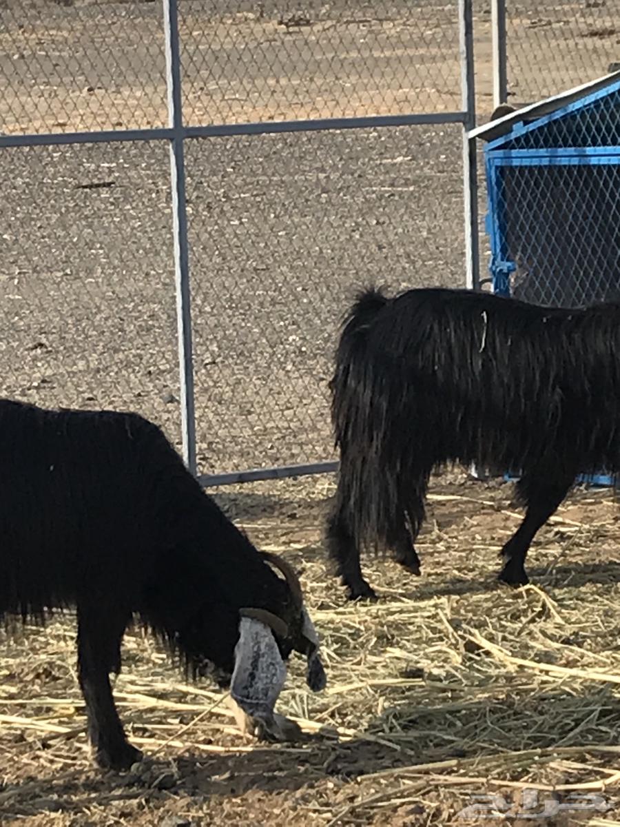 معزا عوارض فاخرة64407993466497110